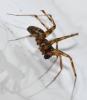 Lepthyphantes minutus